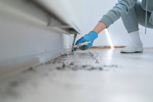 Best Affordable Pest Control Services  in Lake Panasoffkee, FL